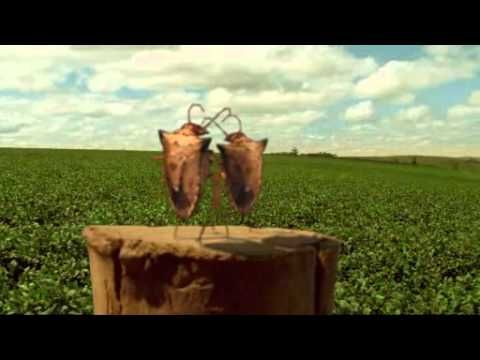 Syngenta - Engeo Pleno