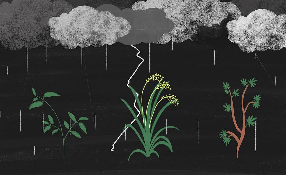 Monopoles sur les semences: comment la Suisse promeut la faim