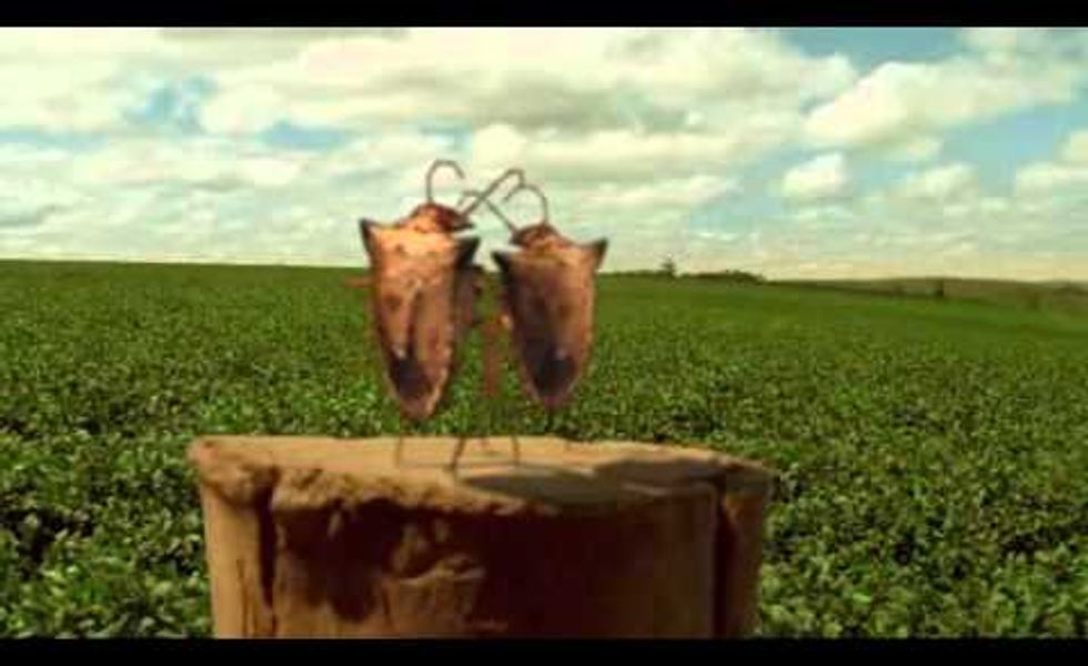 Syngenta - Engeo Pleno